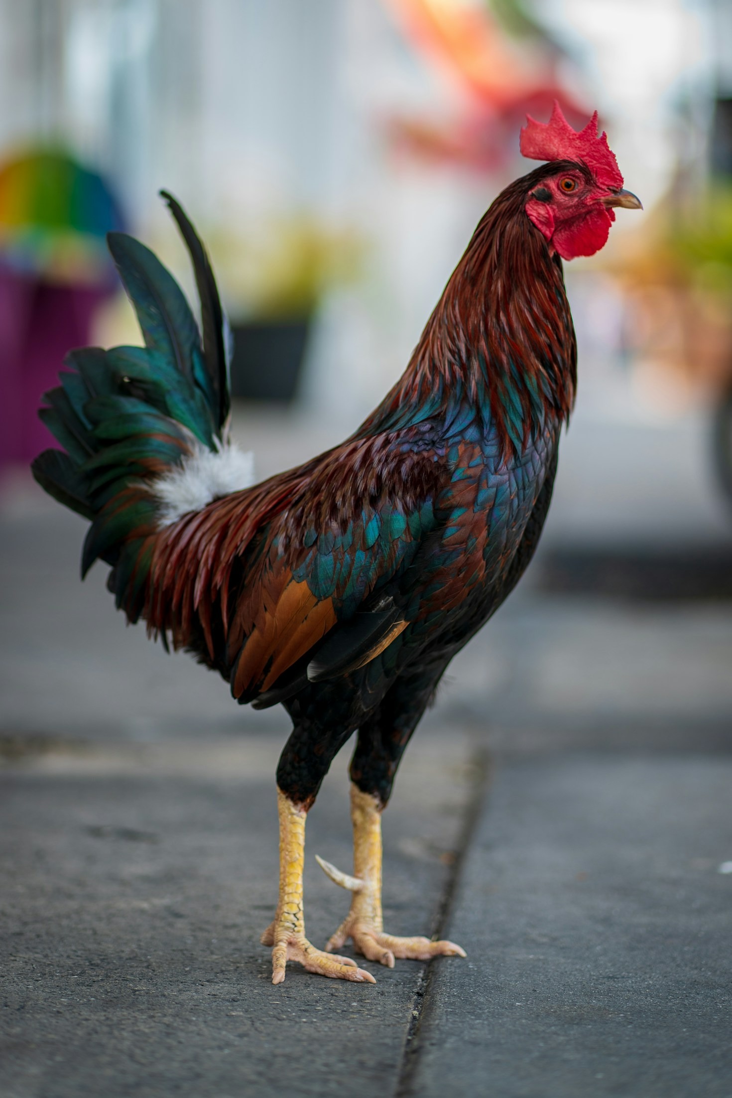 The Incredible Story of Frank the Rooster