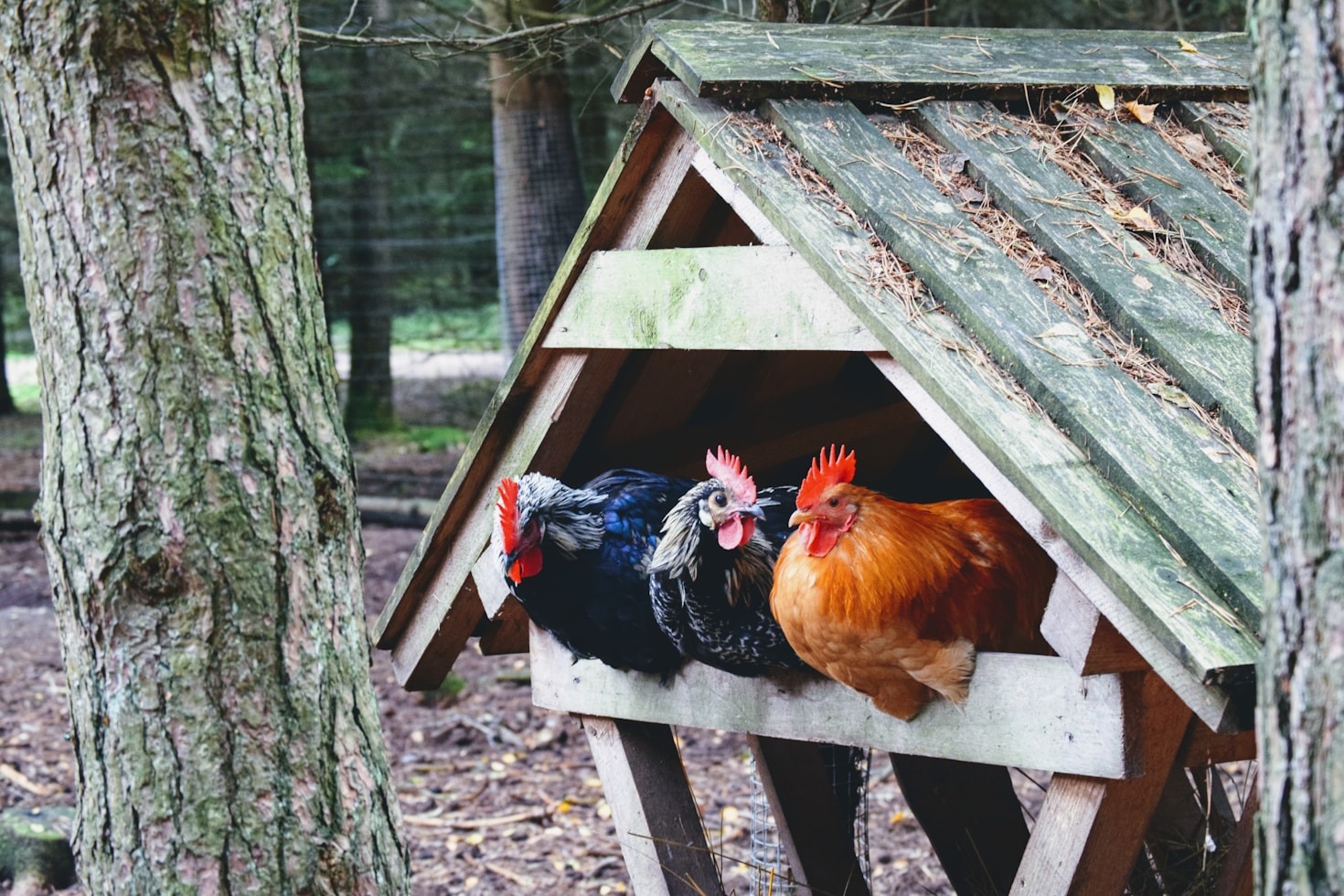 Exploring the Daily Life of Frank the Rooster