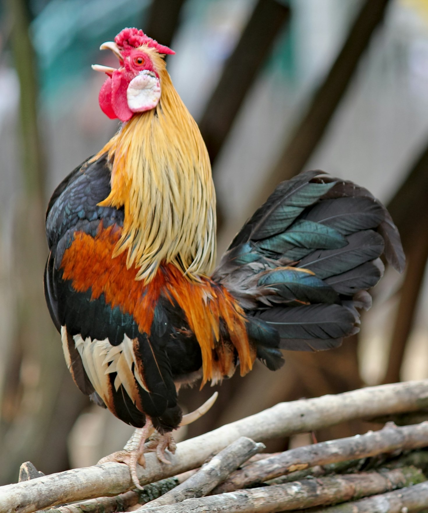 What Makes Frank the Rooster So Special?