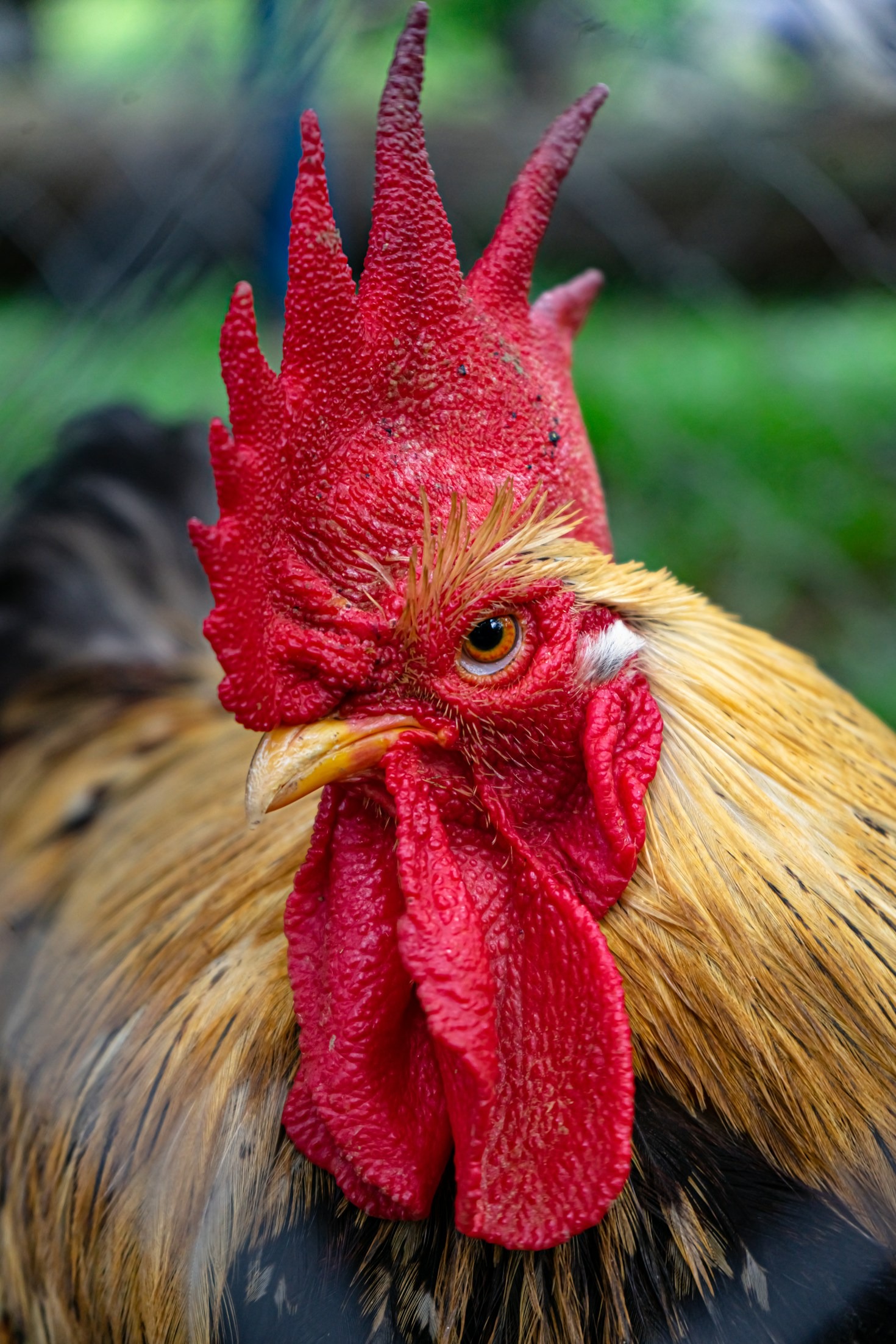 Frank the Rooster’s Most Memorable Moments