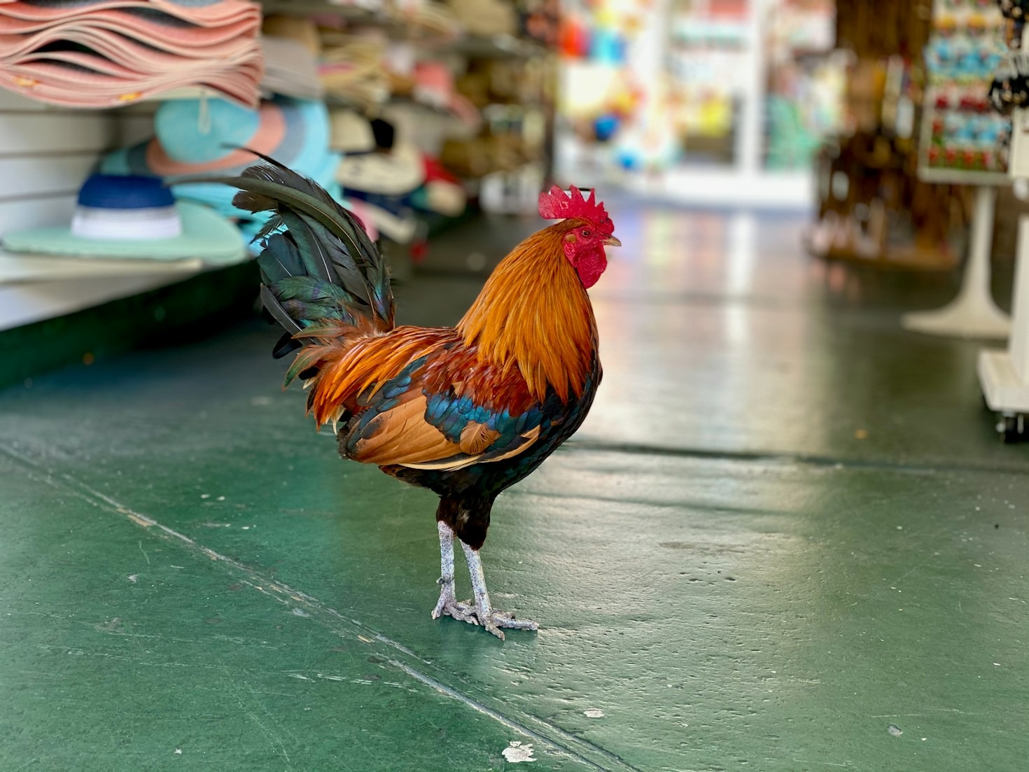 A Day in the Life of Frank the Rooster